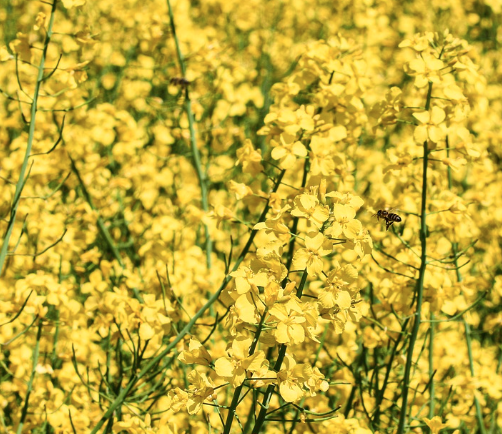 2025 구리 유채꽃축제