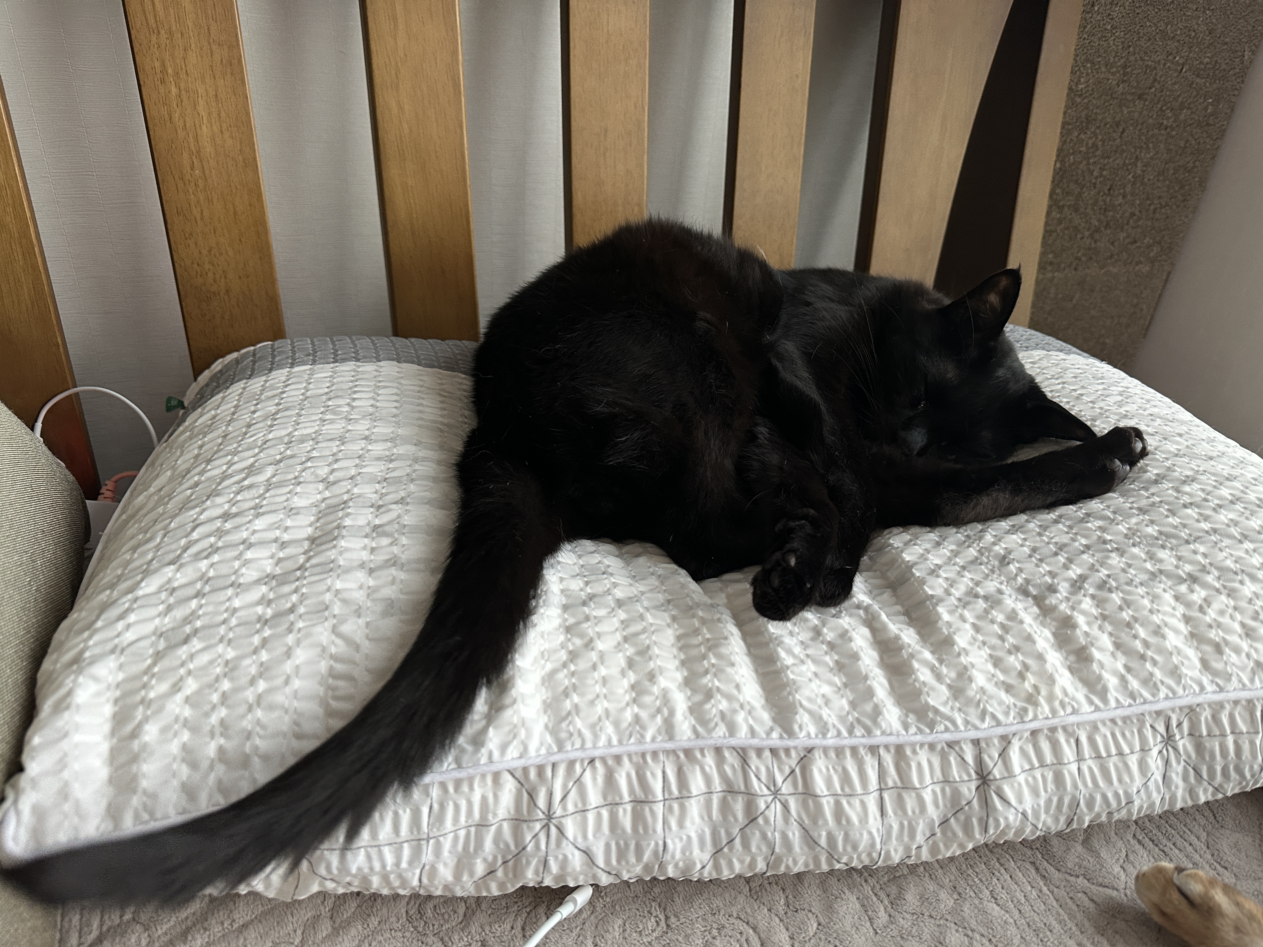 오랜만에 평화로운 아홉냥이네 아침풍경