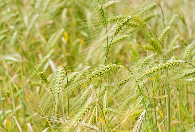 벼 곡식이 익어가는 사진