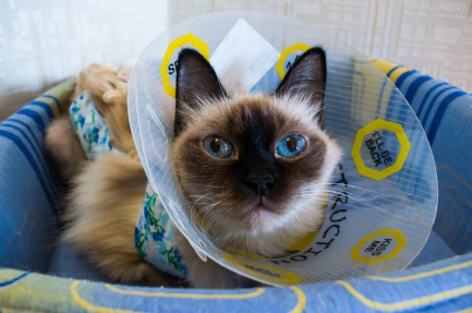 엘리자베스 컬러를 하는 샴고양이.