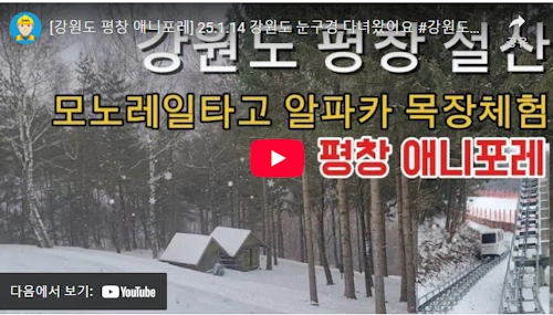 평창 애니포레