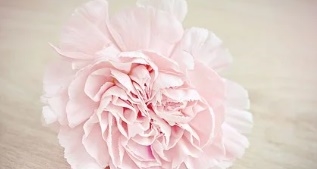 카네이션 꿈해몽 15가지