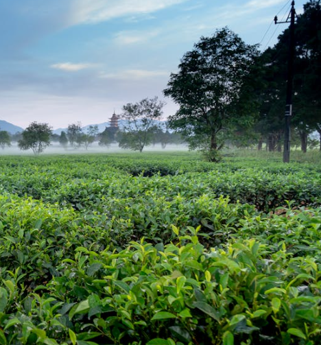 축농증에 좋은 음식 10가지