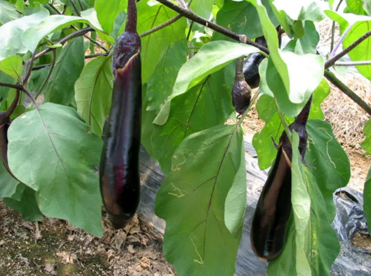 가지 재배 순 지르기 착과 관리 고온 대책_6