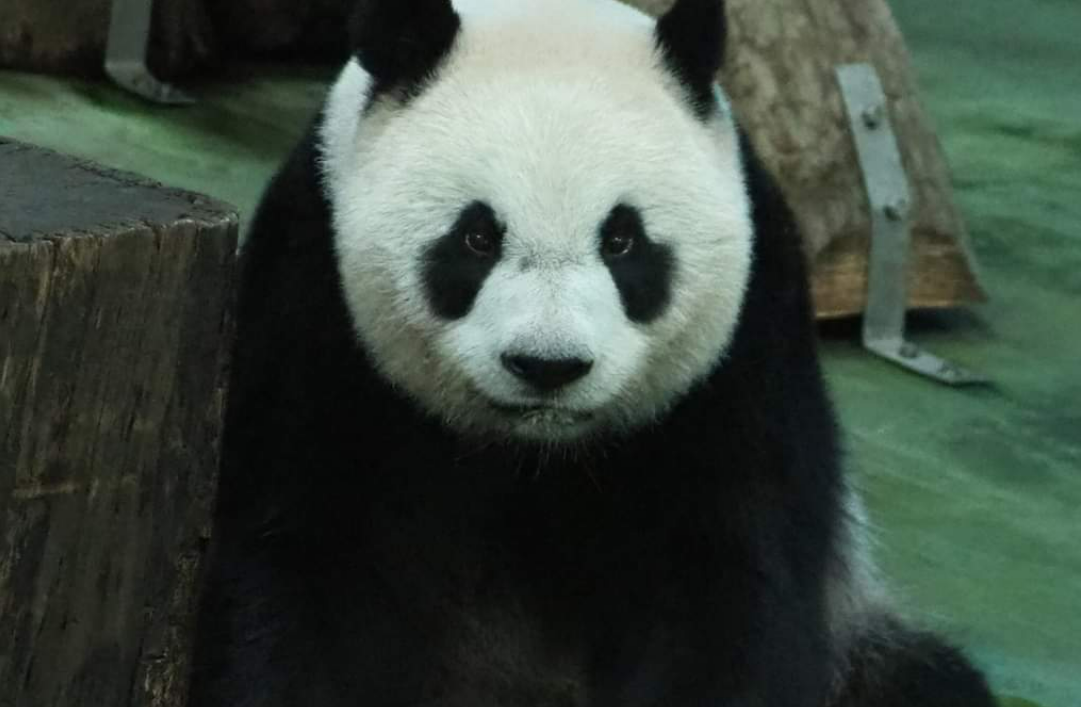 대만 판다_위안자이