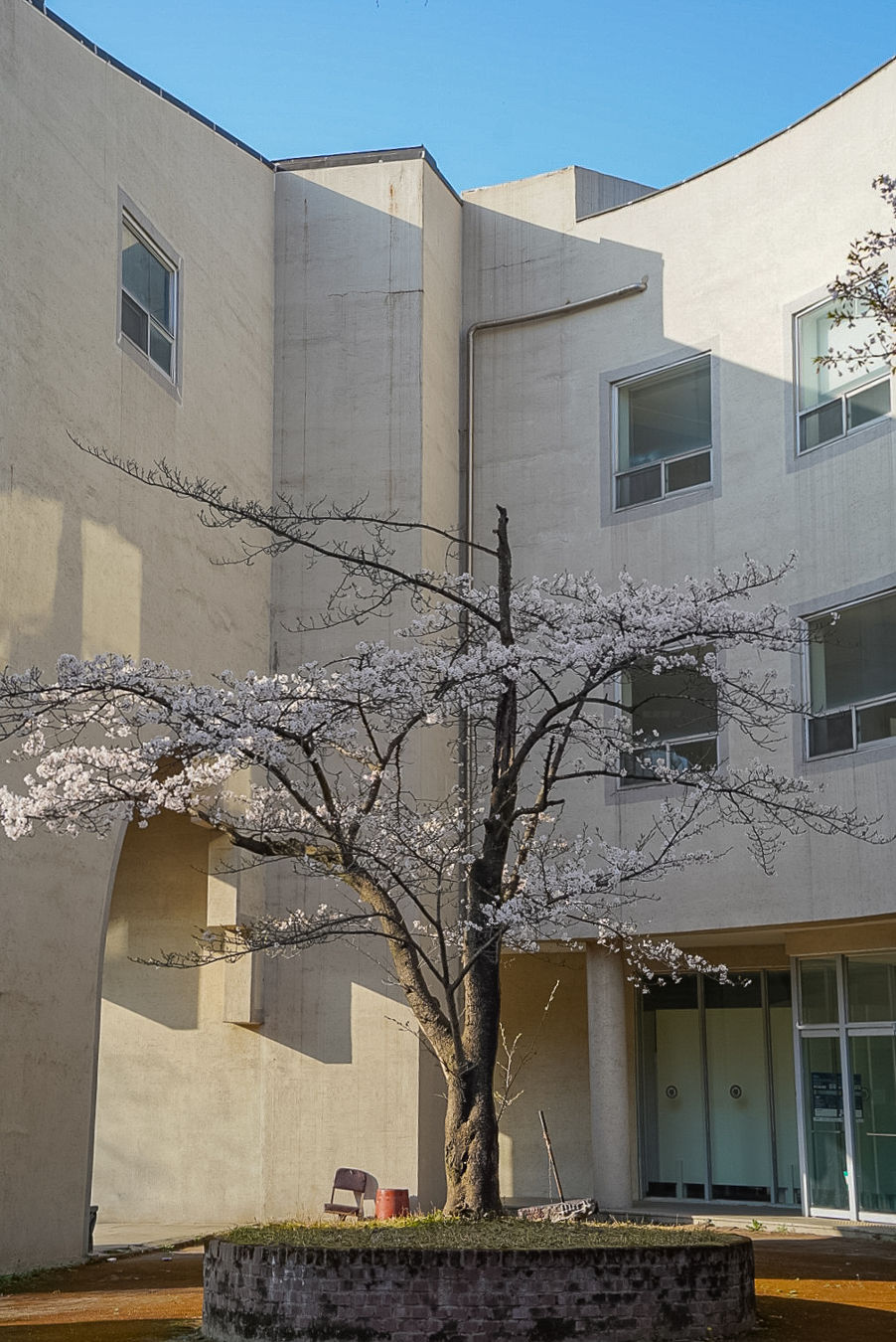 수원대학교 벚꽃