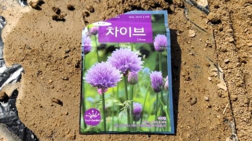 차이브재배-파종시기-심는시기-수확시기-수확방법