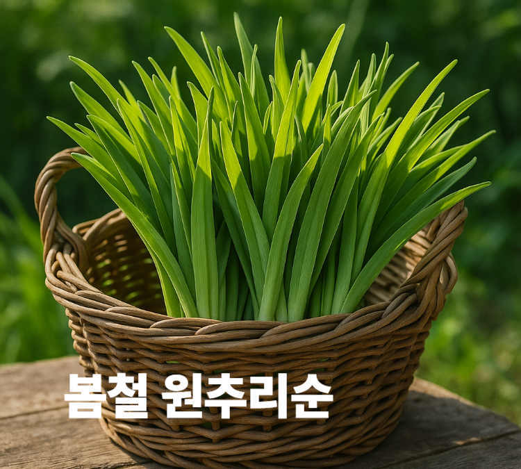 변비해소 소화개선 혈압조절 만성질환예방 원추리순 효능 영양성분