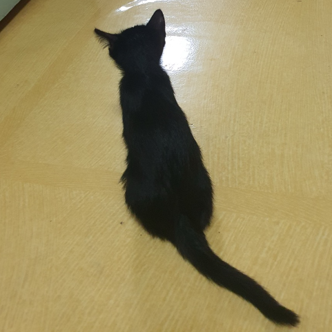 흔하지 않은 고양이 이름 추천 글의 까만 새끼 고양이 사진