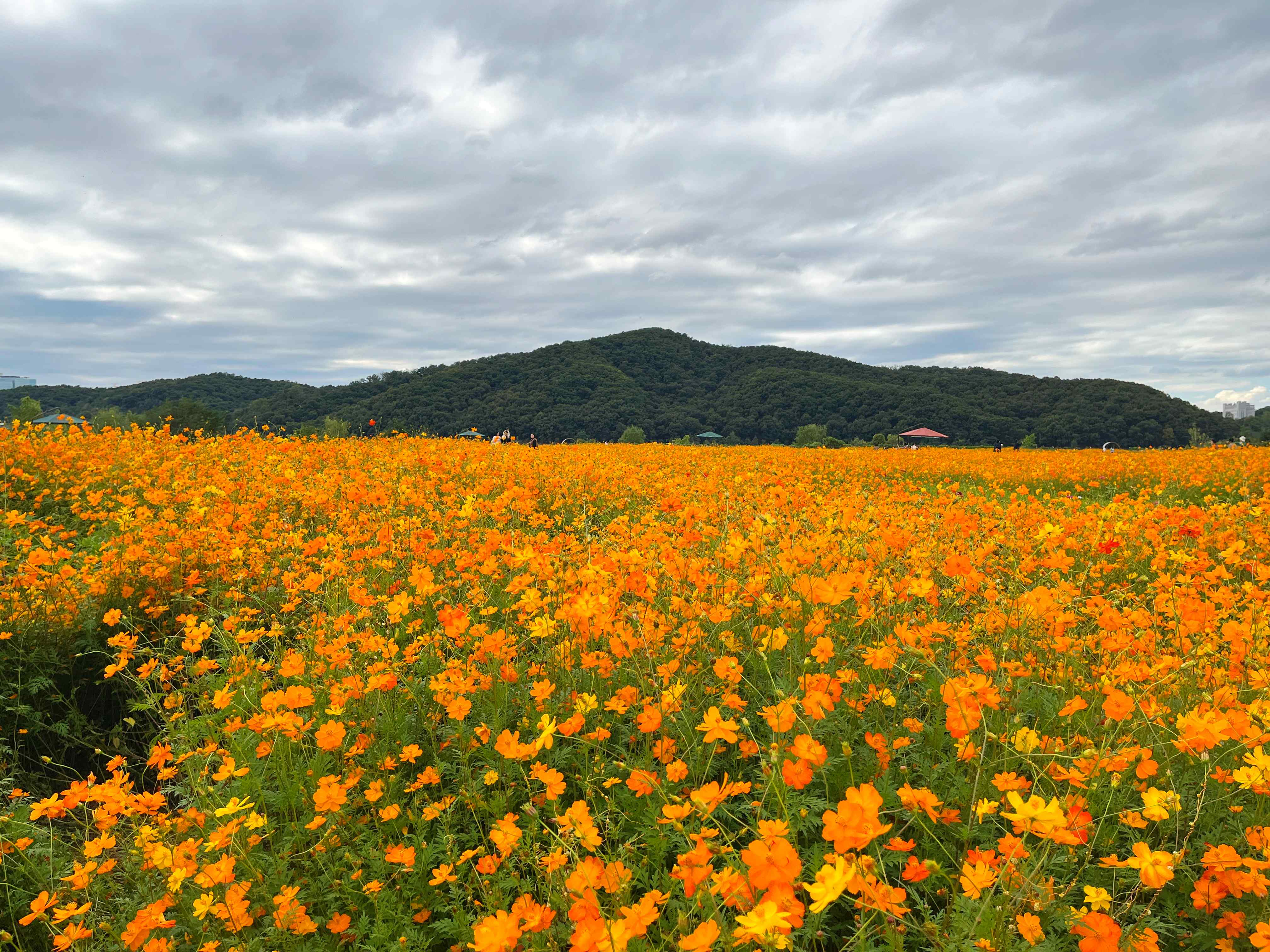 용인 기흥 호수공원