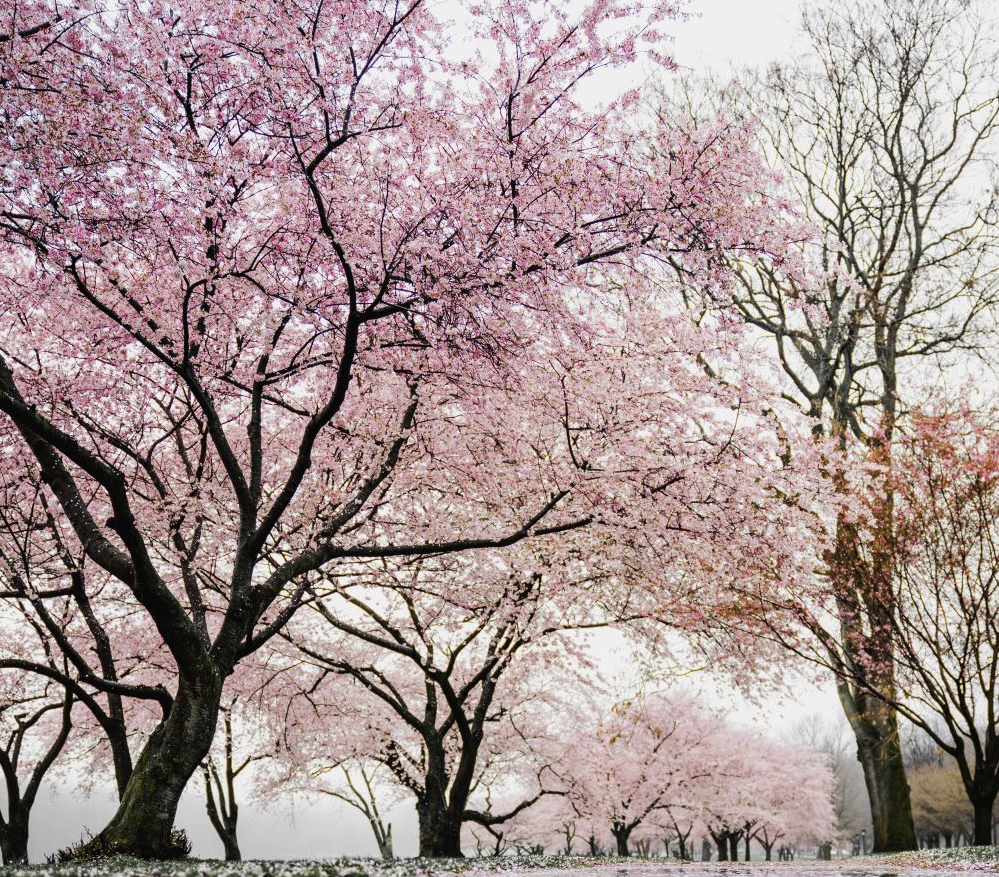 유채꽃 및 벚꽃 개화시기