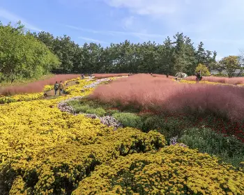 익산 천만송이 국화축제_21