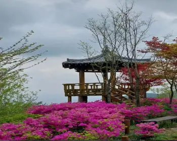 황매산 철쭉축제_3