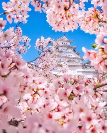 일본 벚꽃 명소 벚꽃 여행 개회시기 도쿄 벚꽃 축제_3