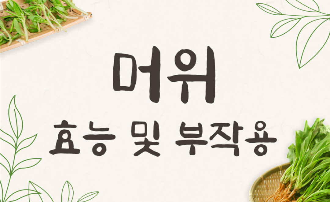 머위 효능과 부작용, 나물로 건강하게 즐기는 법