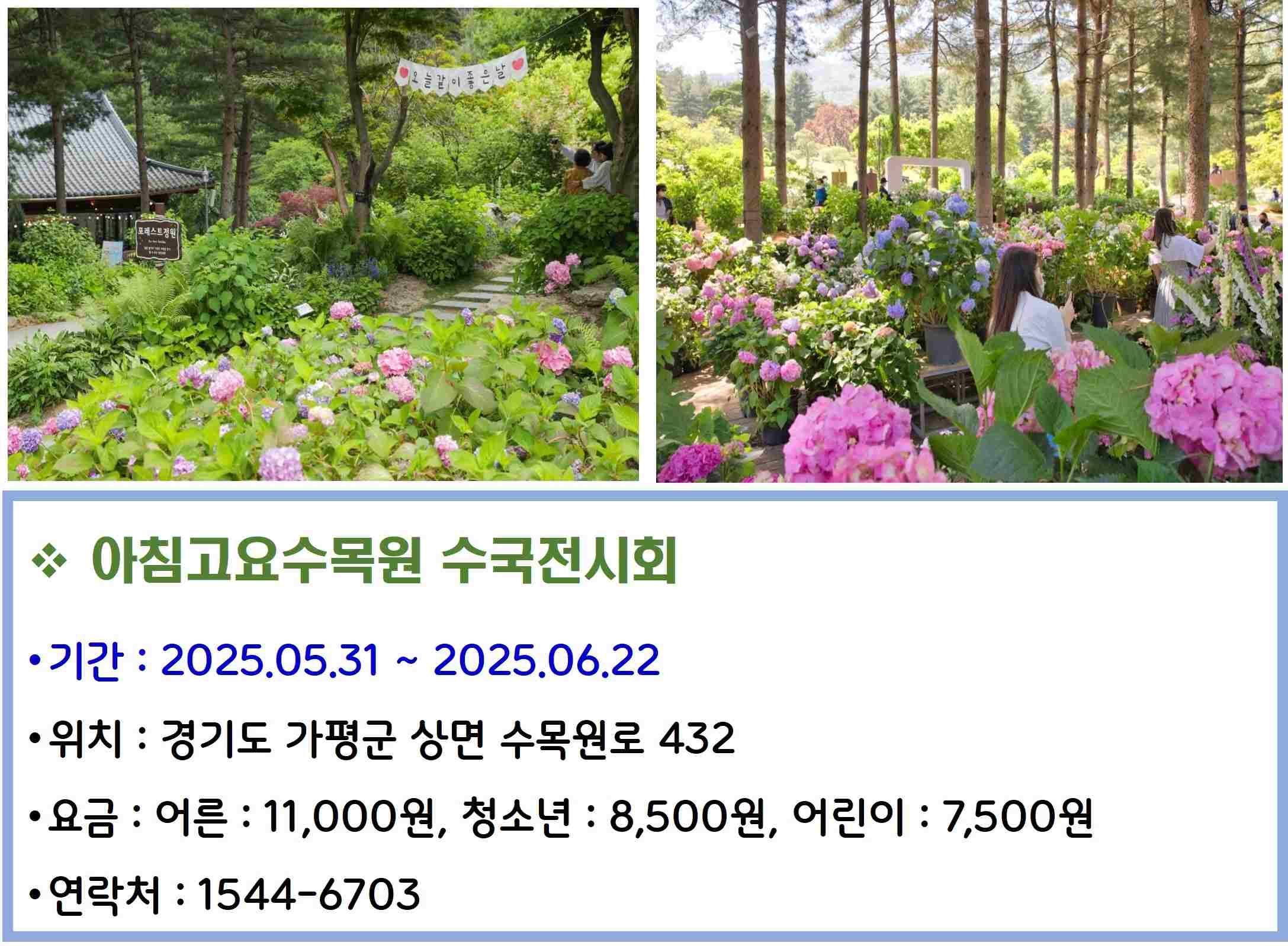 아침고요수목원 수국전시회