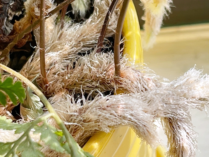 취미생활-넉줄고사리