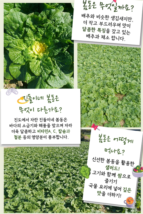 6시내고향 봄동 가격 및 구매방법