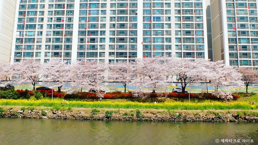 온천천벚꽃사진