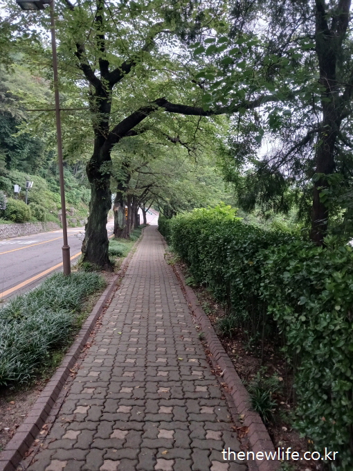 Curved sidewalk through a wooded residential area with natural ground cover-나무가 많은 주택가의 구불구불한 산책길 – 자연적인 분위기 강조