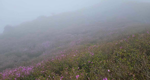 산청 황매산 철쭉축제