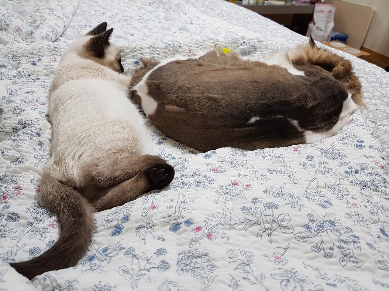 침대위의 새끼 샴고양이와 성묘 페르시안