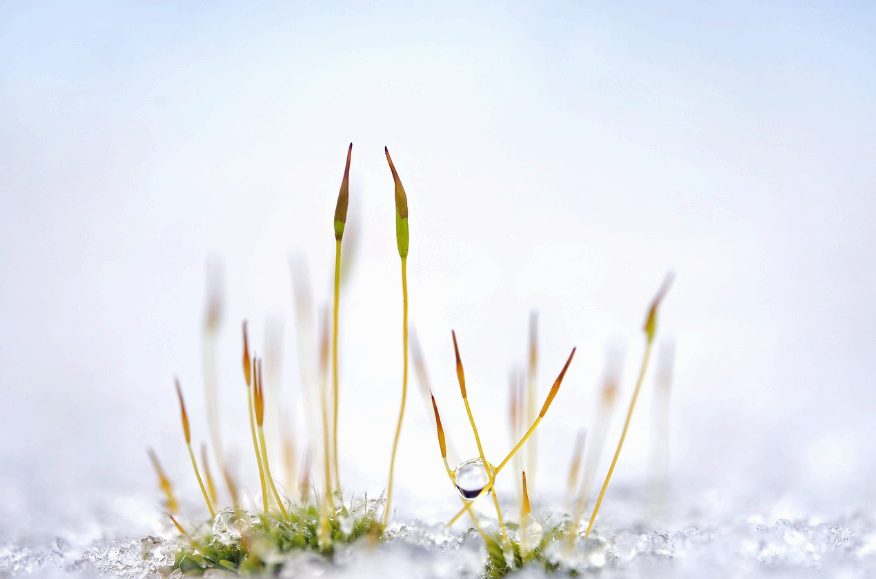 얼음 속에 피어나는 식물들 :)