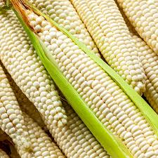 옥수수 맛있게 삶는 방법