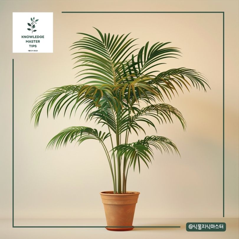 아레카야자 분갈이