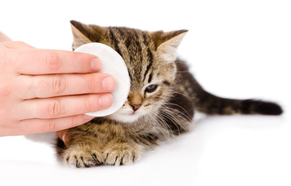 눈을 다친 새끼 고양이.