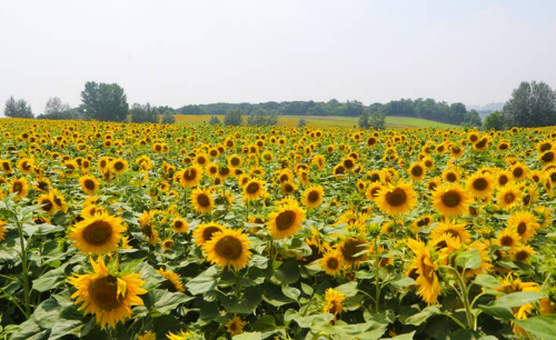 안성팜랜드 관람 정보