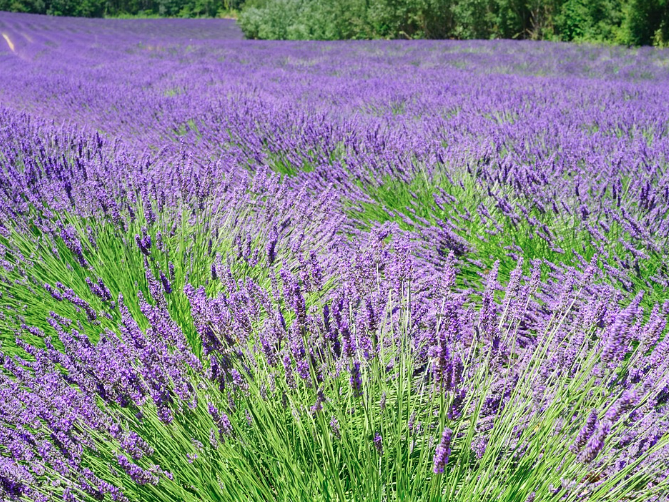 2025 퍼플섬 라벤더 축제