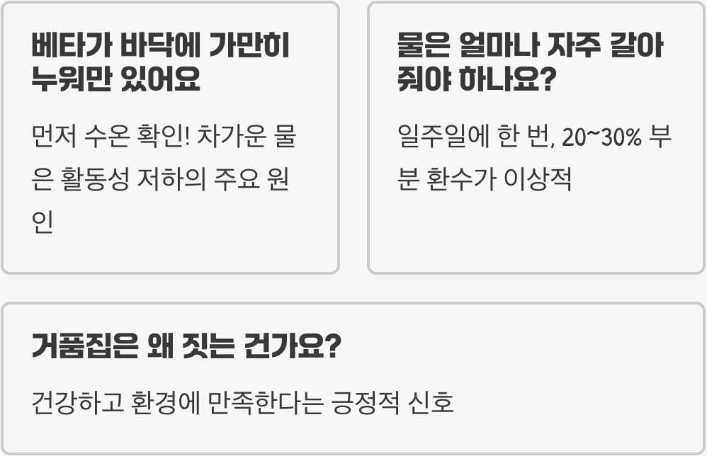 하프문베타 키우기 A to Z (어항, 먹이, 수질 관리)