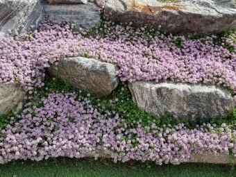 백리향 키우는 법 집에서 재배법 꿀팁_3