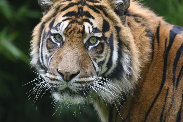 호랑이를 타는 꿈 사진