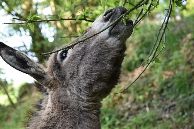 엉덩이 종기가 생기는 이유 왜 생기고 어떻게 관리할까요 완벽 가이드_7