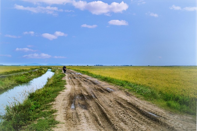 왼쪽에는 개천과 오른쪽에는 논이 있는 비포장 도로의 모습