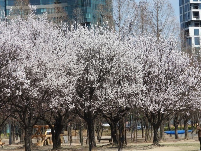 서울숲1