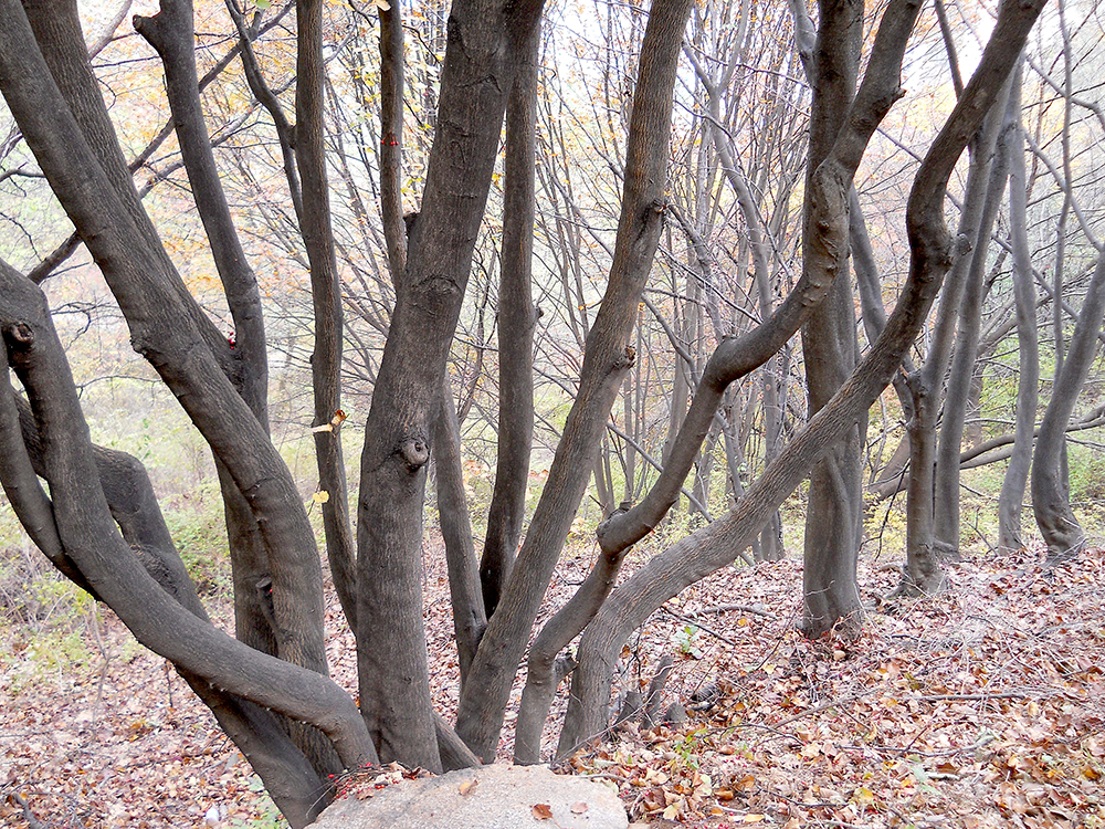 보행 약자들도 편하게 걸을 수 있는 안산자락길