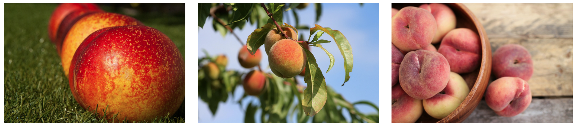 🌟 2025년 6월 제철 과일 추천! 여름 시작 전에 꼭 챙겨야 할 베스트5 (영양분, 보관팁까지)