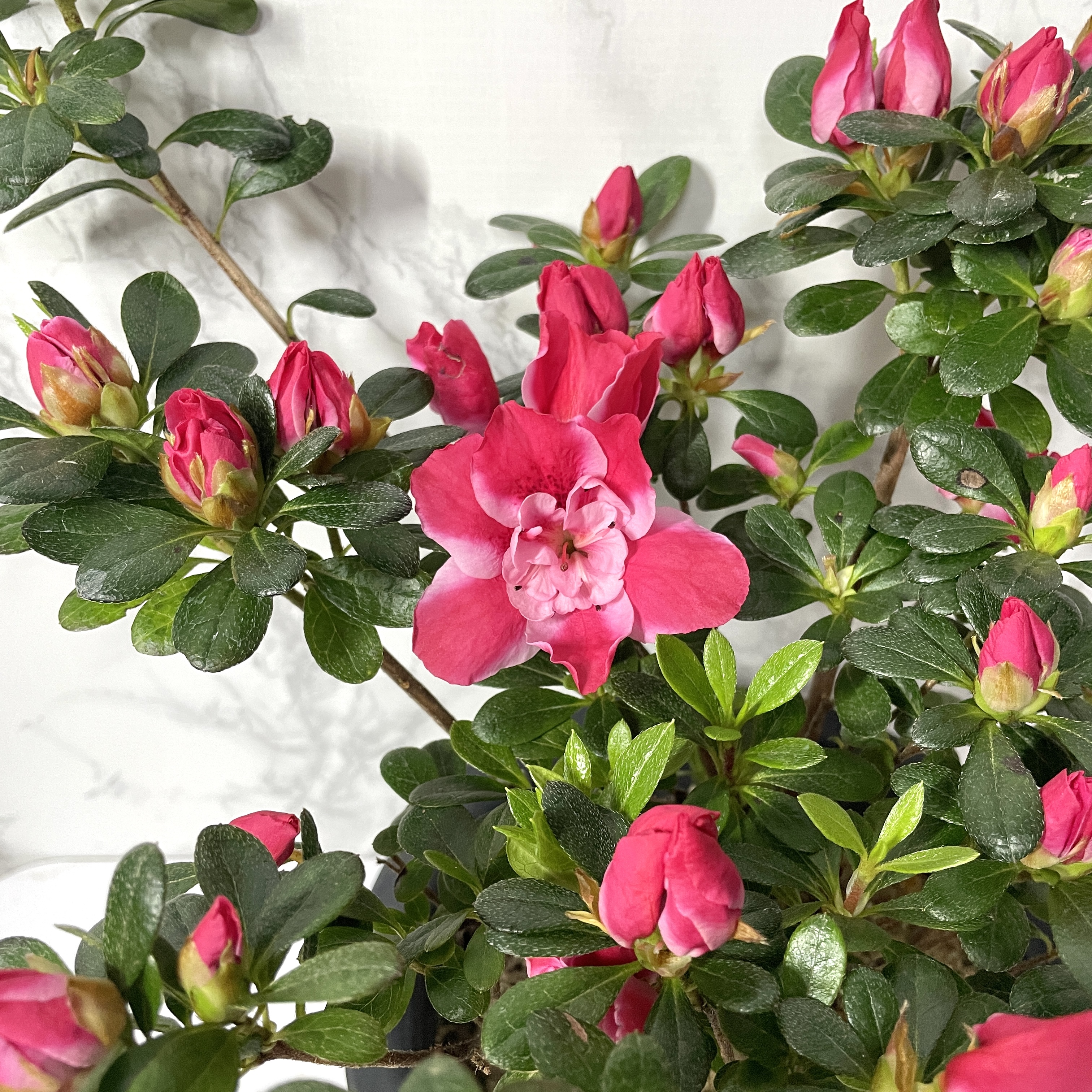 철쭉 아잘레아 삽목 방법, 심는 방법, 가지치기