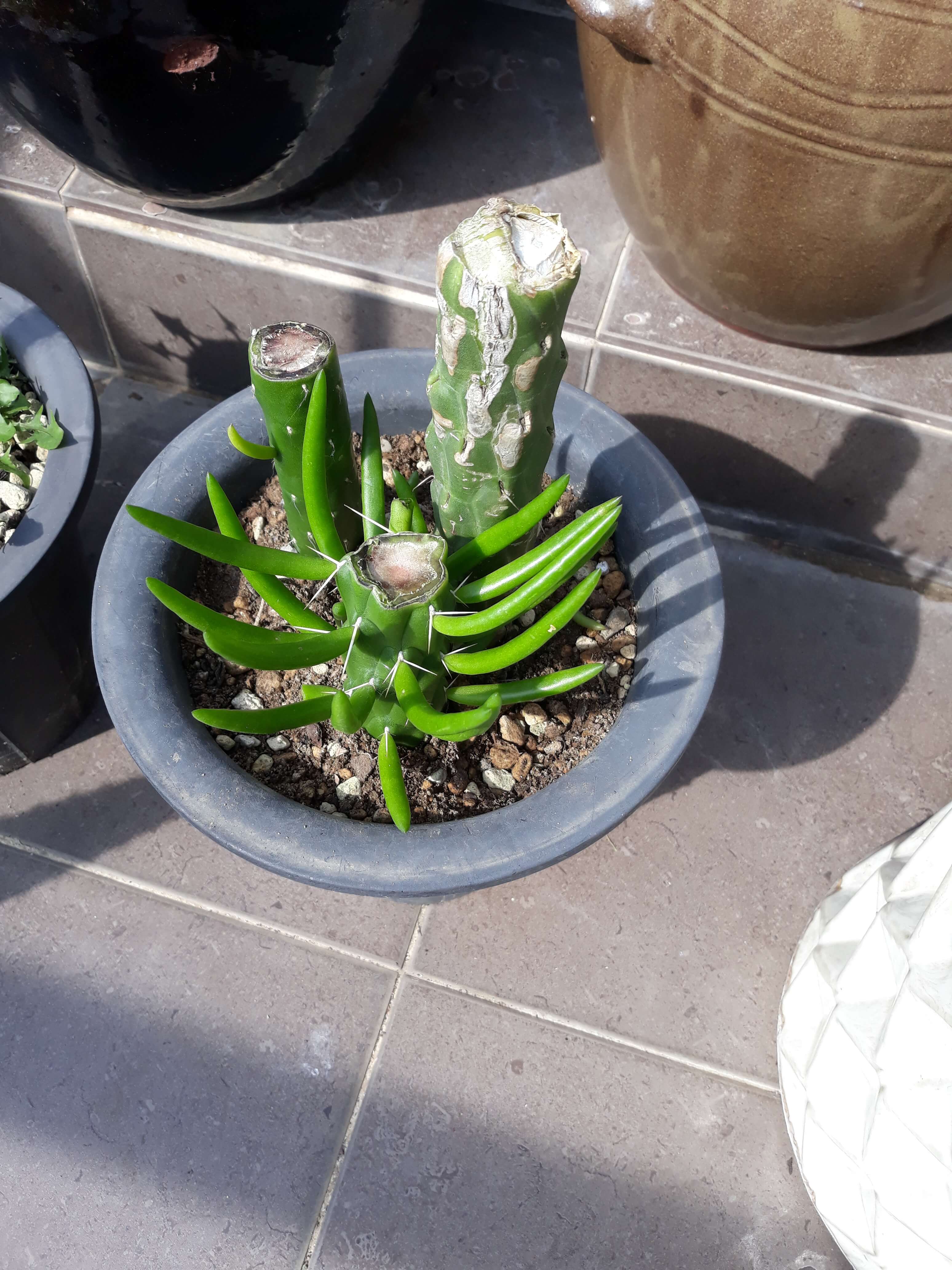 모체_장군_선인장_옆에_심음