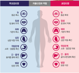 미주신경성 실신