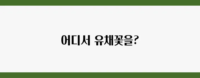 유채꽃 필 무렵, 가장 예쁜 여행지 TOP5