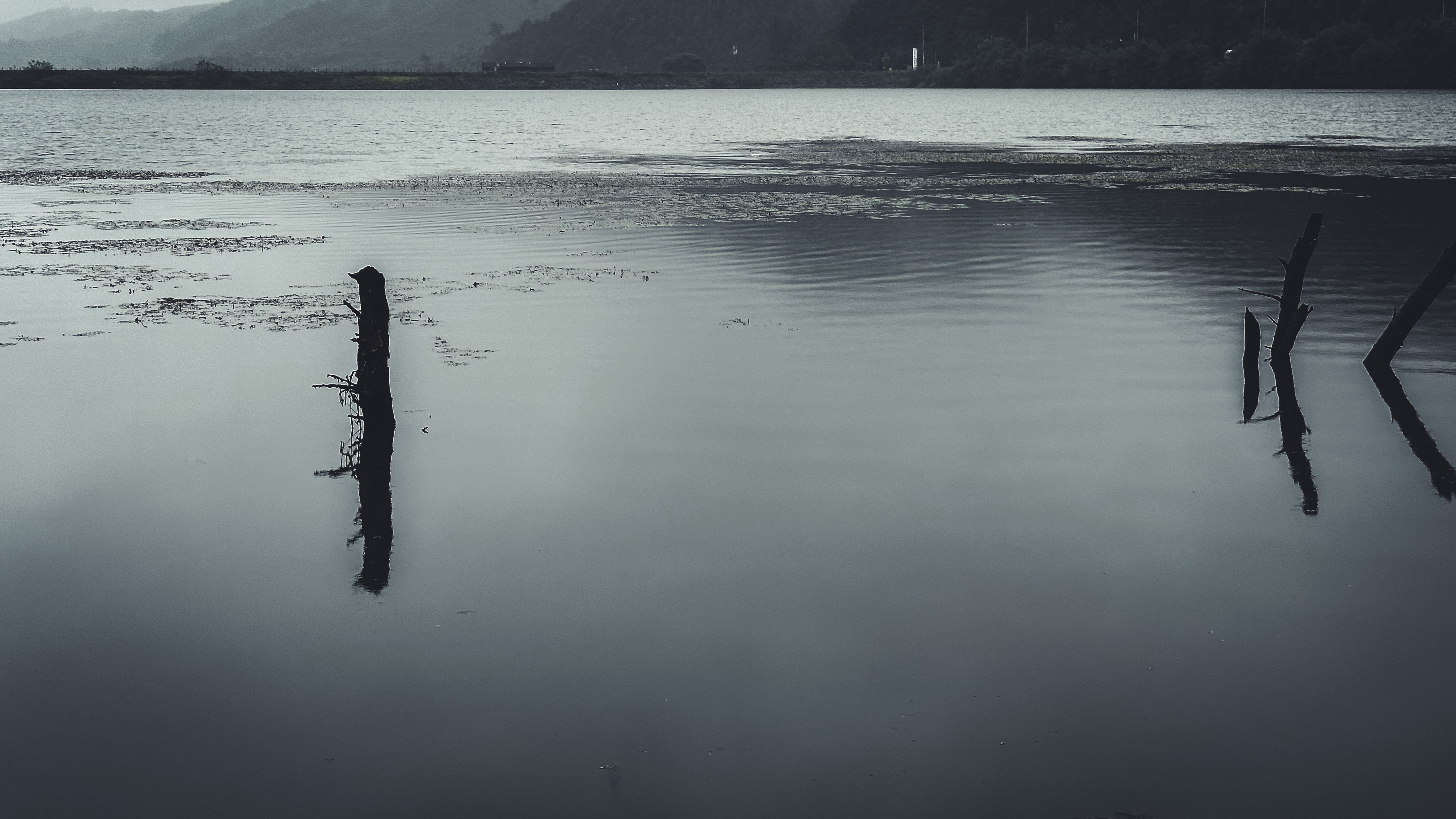 문광저수지 은행 나무길