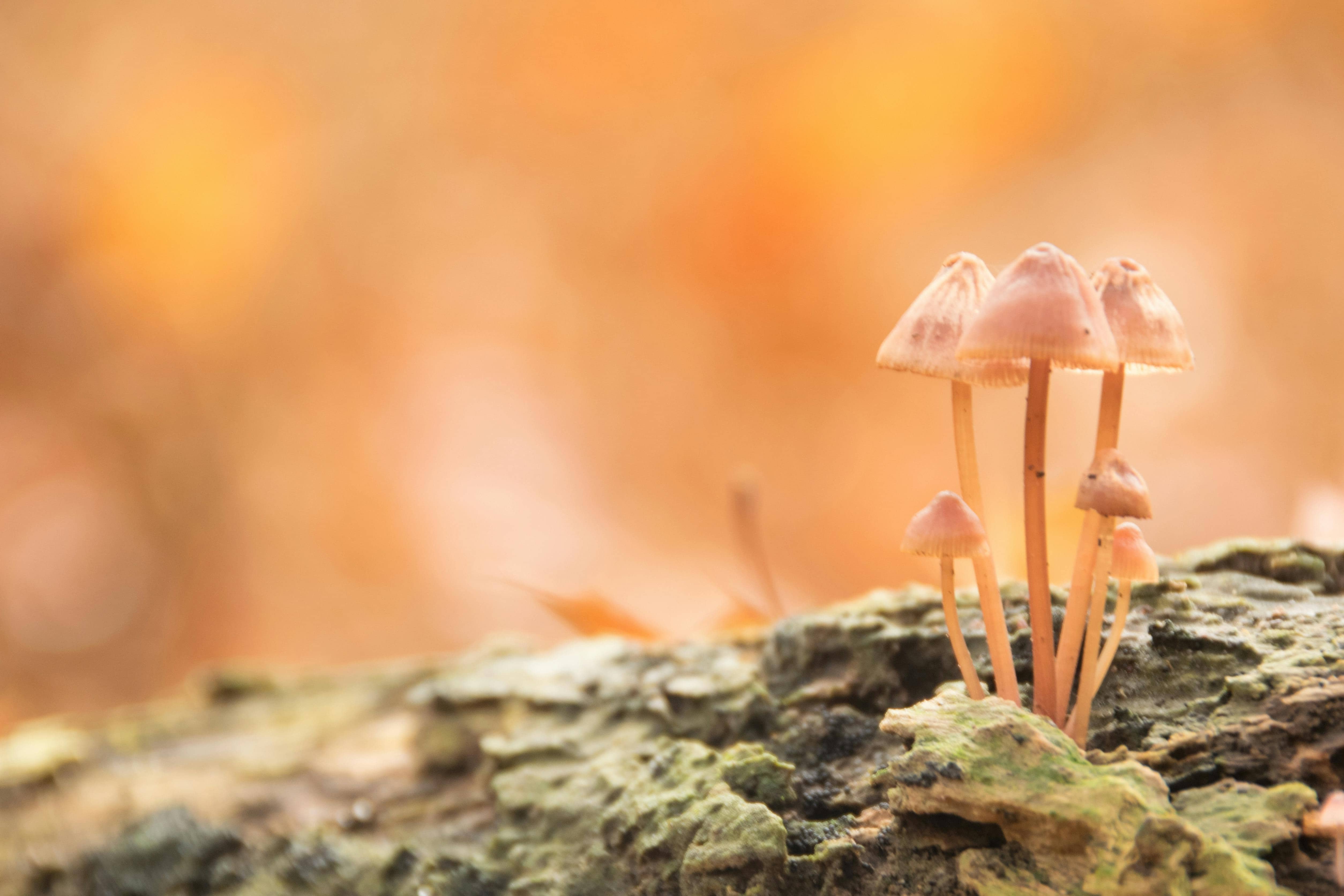 균학자(Mycologist): 인류의 미래를 개척하는 미생물 연구자들