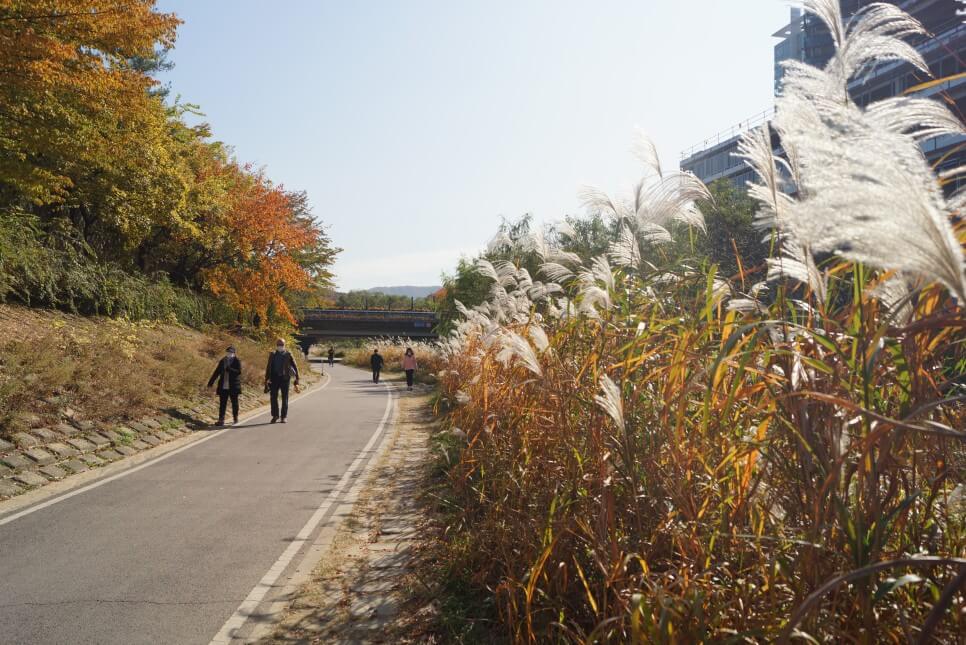 반려견과 함께 떠나는 분당&middot;판교 가을산책 단풍명소 추천 : 탄천산책로&middot;율동공원&middot;판교생태공원