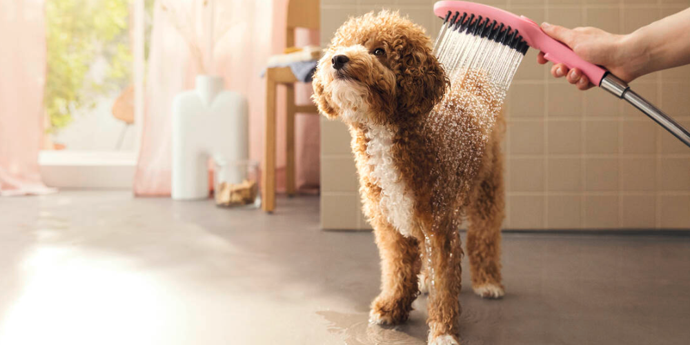 강아지 목욕 주기 3