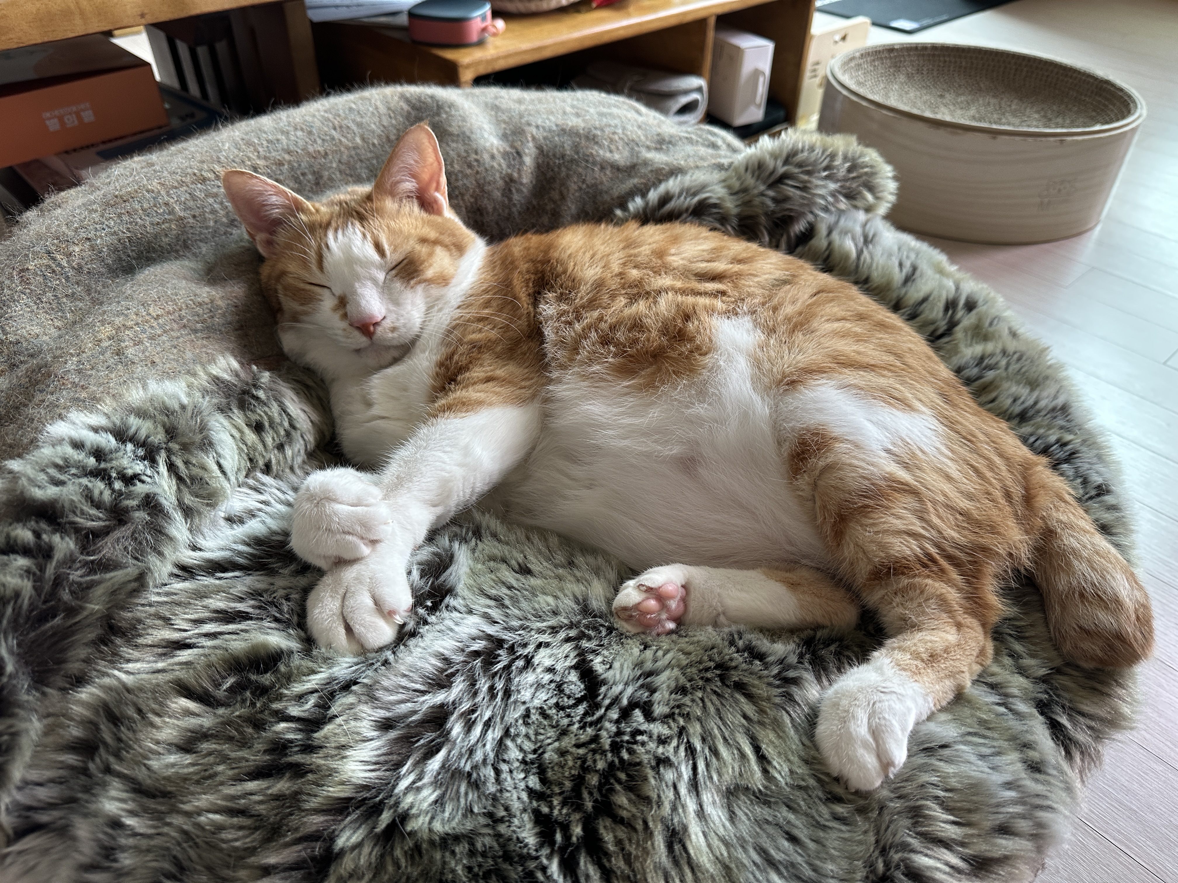 호야와 다다 커플의 터래기방석 사랑 (feat. 다다의 꾹꾹이!)