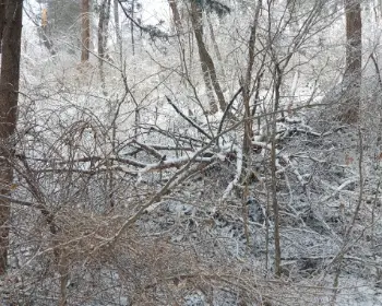 인제 자작나무숲_7